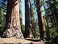 Giant sequoias along the Hart Trail